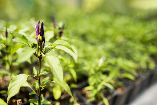 Free Photo close-up of plant with purple flower