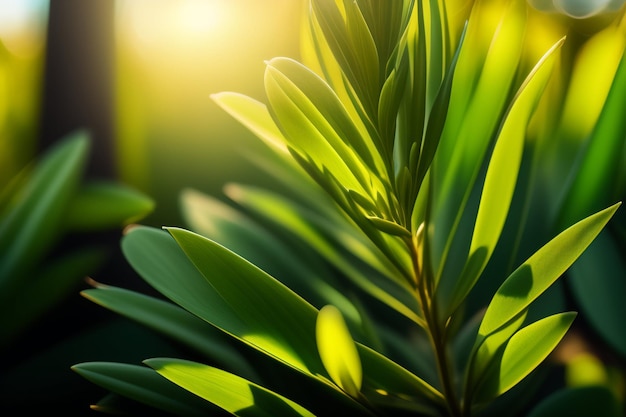 A close up of a plant with the sun shining through the leaves