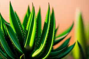 Free photo a close up of a plant with the word agave on it