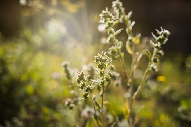 Free Photo close-up of plant