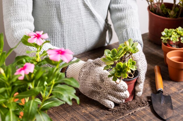 Close up planting flowers in pot