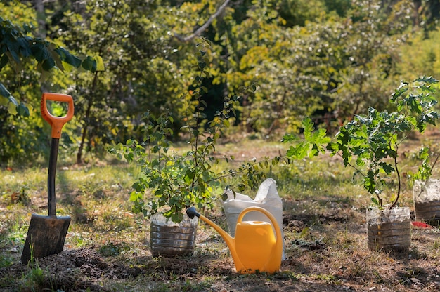 Close up on planting new plants in nature