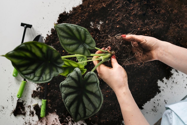 Close up planting plant bulb in soil