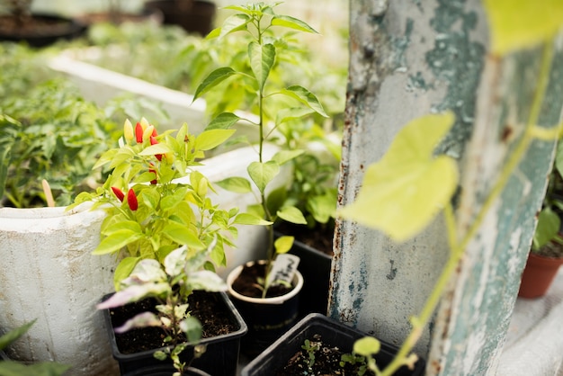 Close-up of plants in black pots