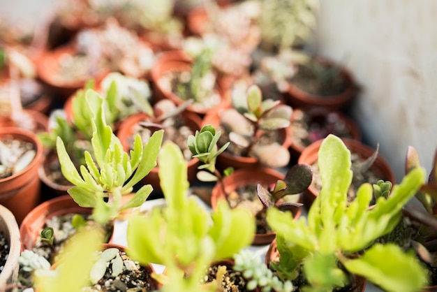 Free photo close-up of plants in brown pots