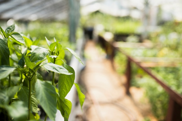 Free photo close-up of plants in greenhouse