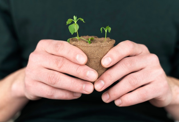 Free Photo close up plants seedling