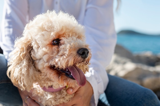 Free photo close-up poodle sitting in owner lap