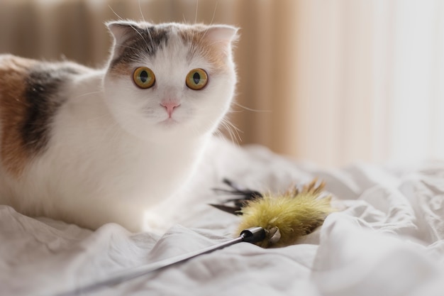 Close up portrait on beautiful cat