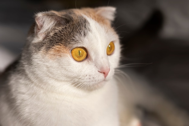 Free Photo close up portrait on beautiful cat