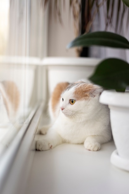 Free photo close up portrait on beautiful cat