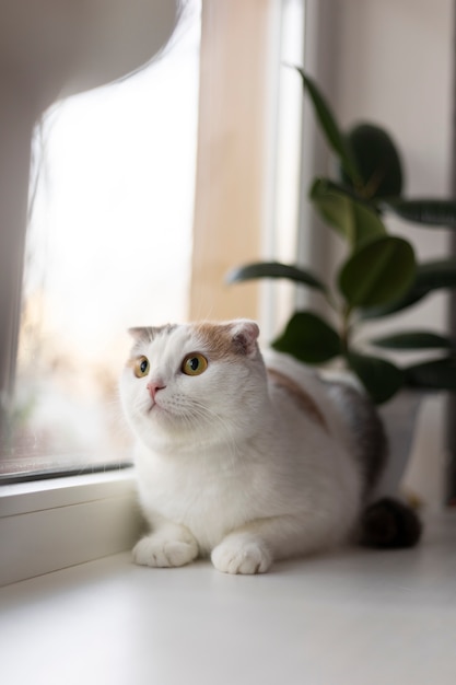 Close up portrait on beautiful cat