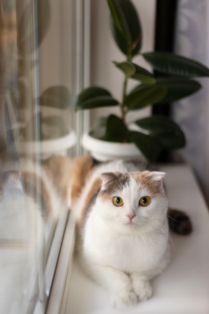 Close up portrait on beautiful cat