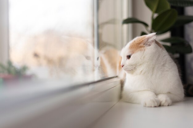 Close up portrait on beautiful cat