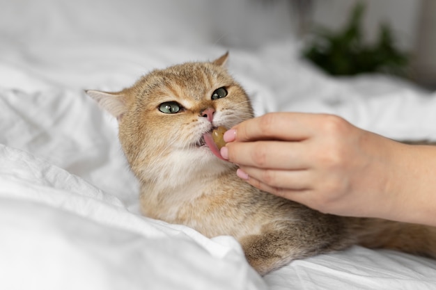 Close up portrait on beautiful cat