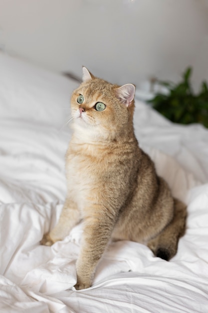 Close up portrait on beautiful cat