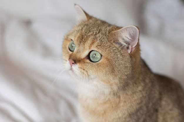 Close up portrait on beautiful cat