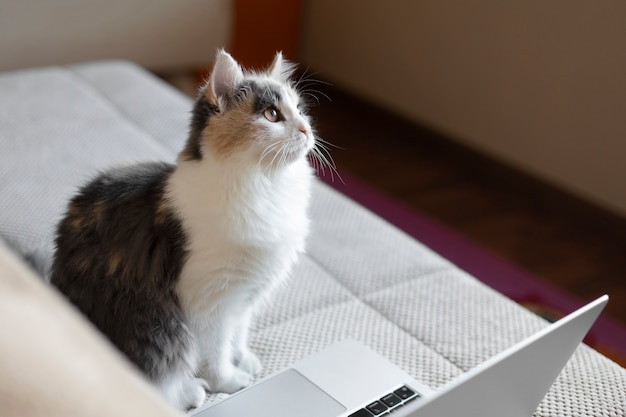 Free photo close up portrait on beautiful cat