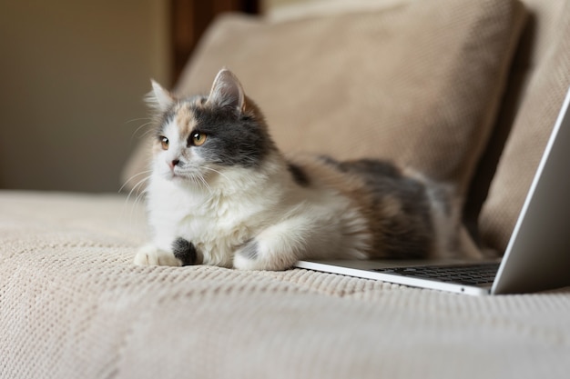 Free Photo close up portrait on beautiful cat