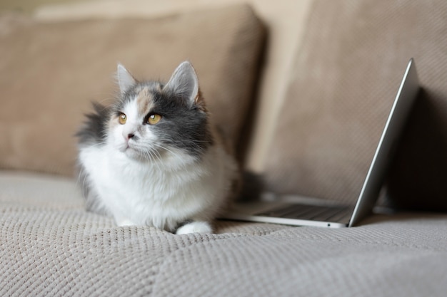 Free Photo close up portrait on beautiful cat