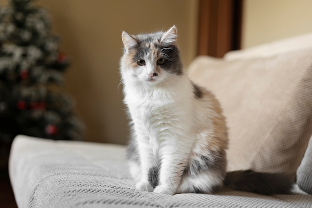 Close up portrait on beautiful cat