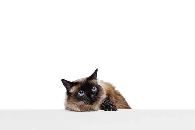 Close-up portrait of beautiful Thai cat with blue eyes isolated on white.