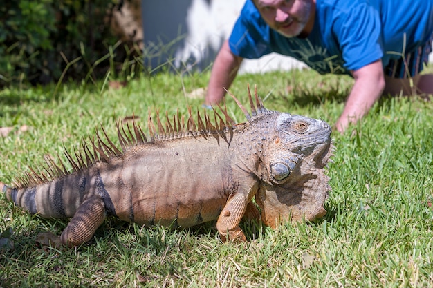 The close-up portrait of  a tropical iguana