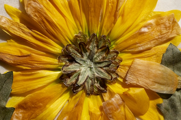 Free photo close-up of pressed flowers