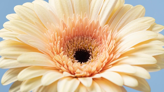 Free Photo close-up of a pretty bloomed flower