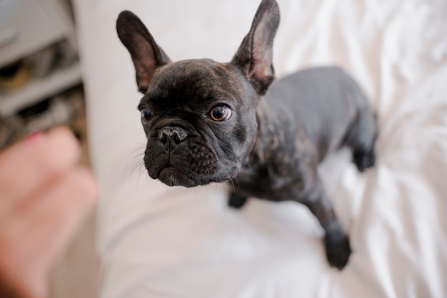 Free photo close-up pretty little french bulldog