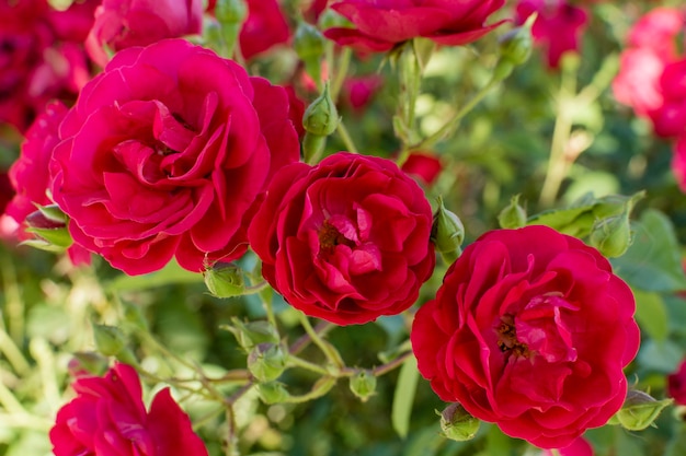 Close-up pretty set of rose petals