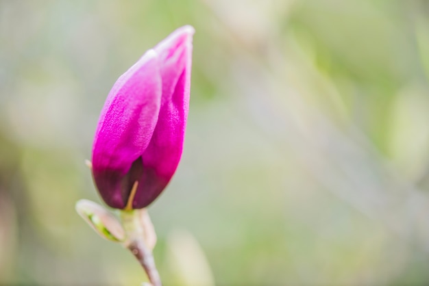 Close-up of purple bud