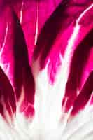 Free photo close-up of purple cabbage