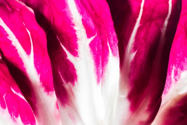 Close-up of purple cabbage