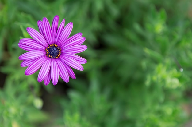 Free photo close-up of purple flower with blurred background