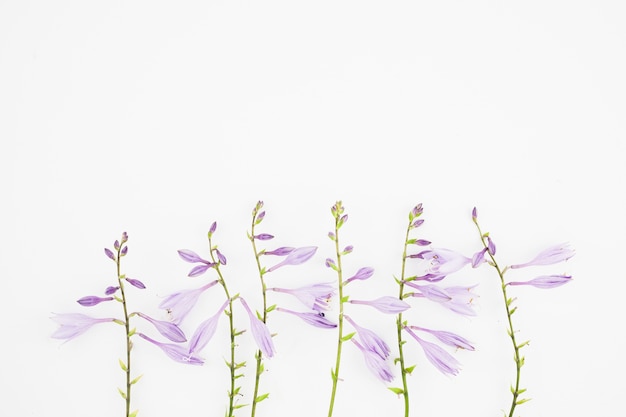 Free Photo close-up of purple flowers on white background