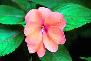 Free photo close up of a purple impatiens flower