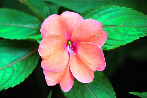 Close up of a purple Impatiens flower