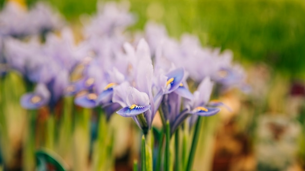 Free Photo close-up of purple iris flower in the garden