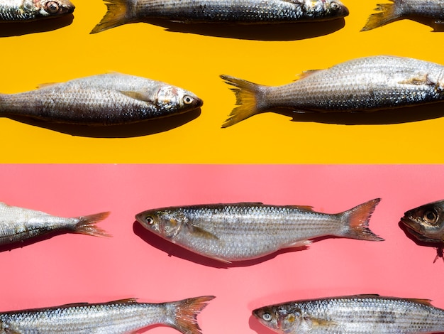 Free Photo close-up raw fishes with gills