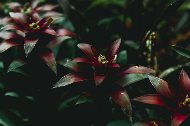 Close-up of red bromeliad plants