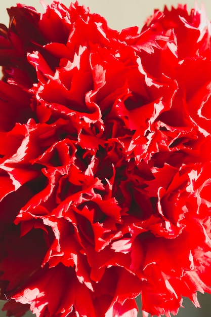 Close-up red carnation