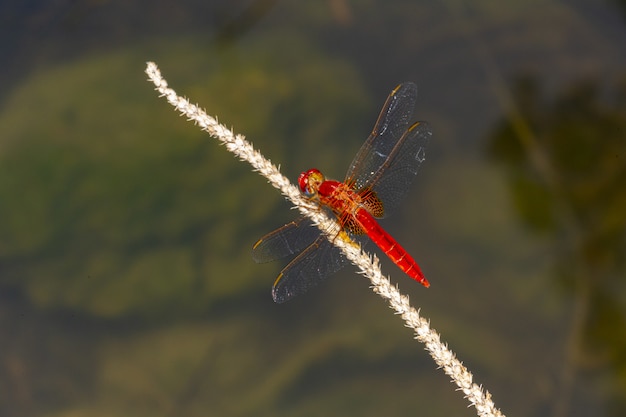 Close up of red dragonfly on plant