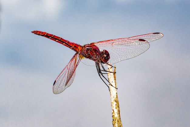 Free Photo close up of red dragonfly on plant