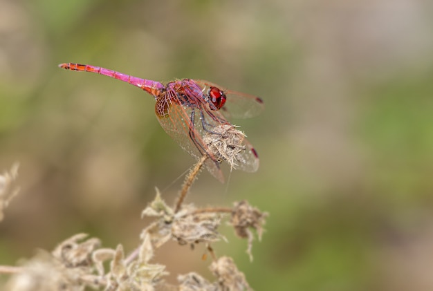 Free Photo close up of red dragonfly on plant