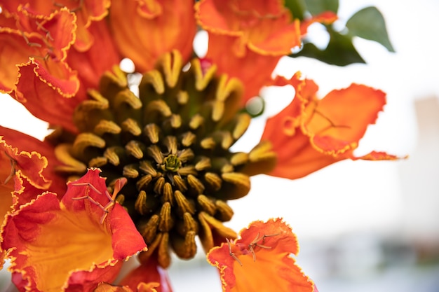 Close-up of red exotic flowers. Plants and flowers of Egypt.