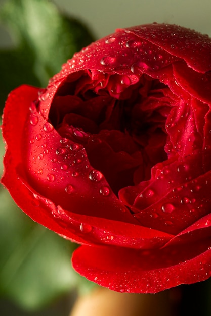 Free photo close-up red flower with water droplets