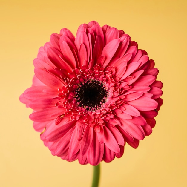 Free photo close-up red flower on yellow