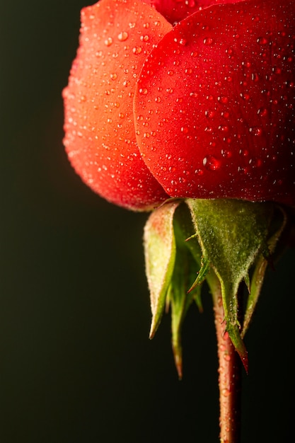 Close-up of red flower