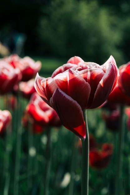 Free photo close-up of red flowers growing in field